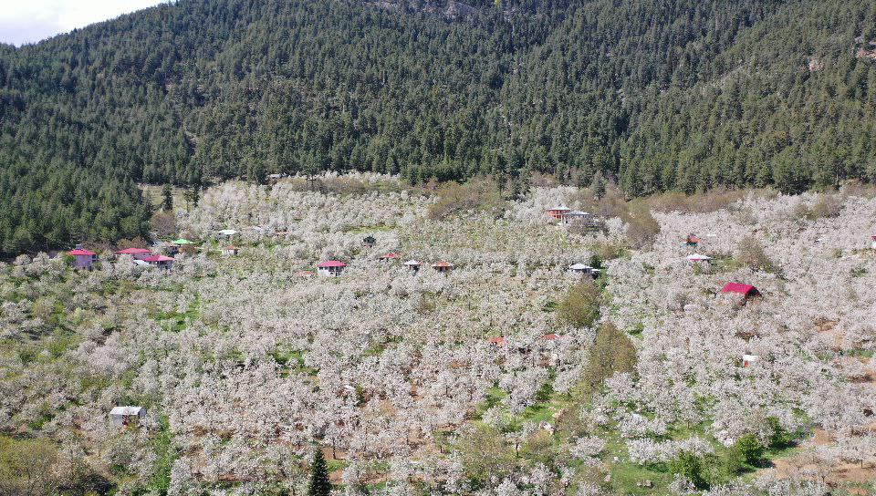 Andırın’da bembeyaz çiçekler bahar kokusu estirdi - Resim : 6