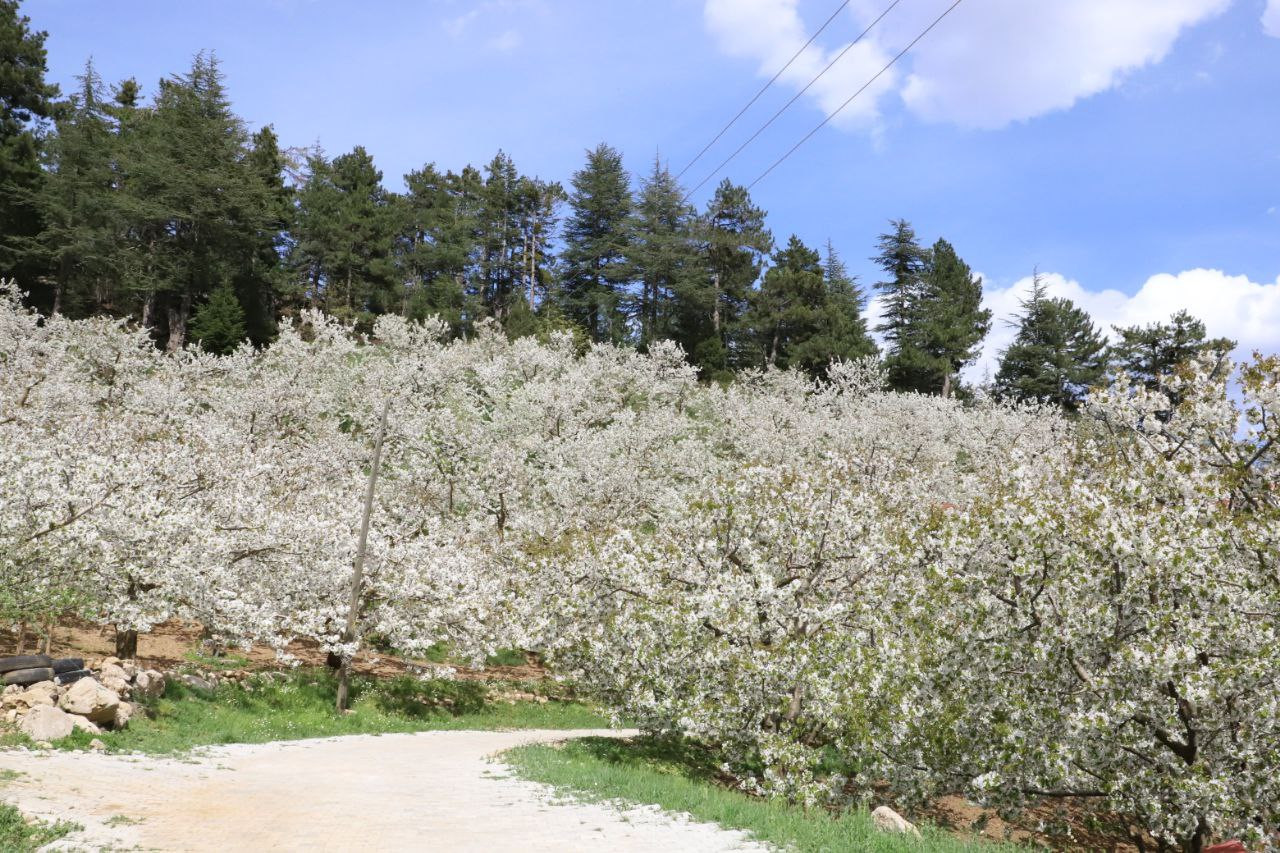 Andırın’da bembeyaz çiçekler bahar kokusu estirdi - Resim : 7