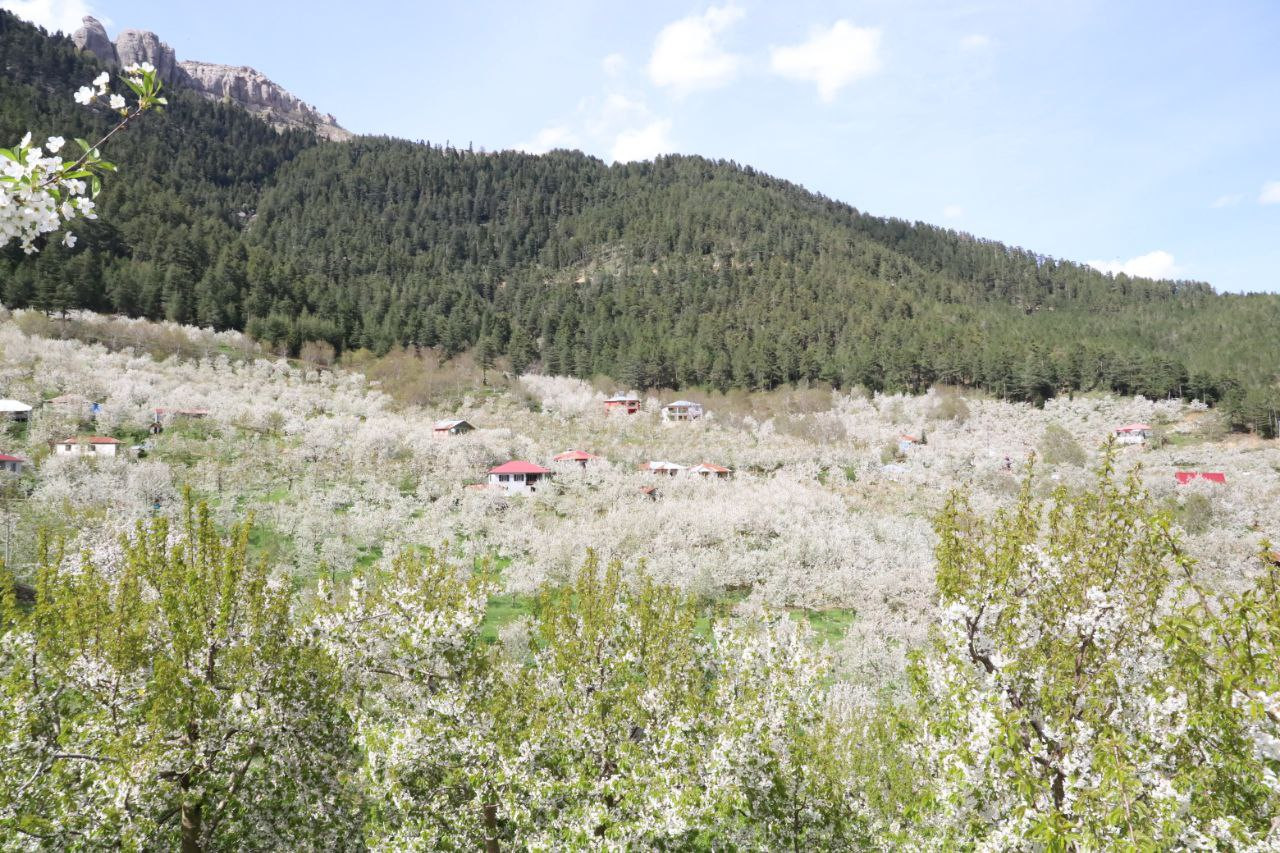 Andırın’da bembeyaz çiçekler bahar kokusu estirdi - Resim : 8