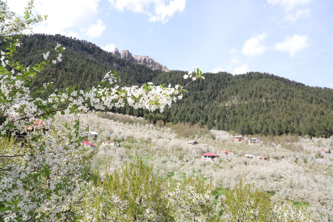 Andırın’da bembeyaz çiçekler bahar kokusu estirdi - Resim : 9