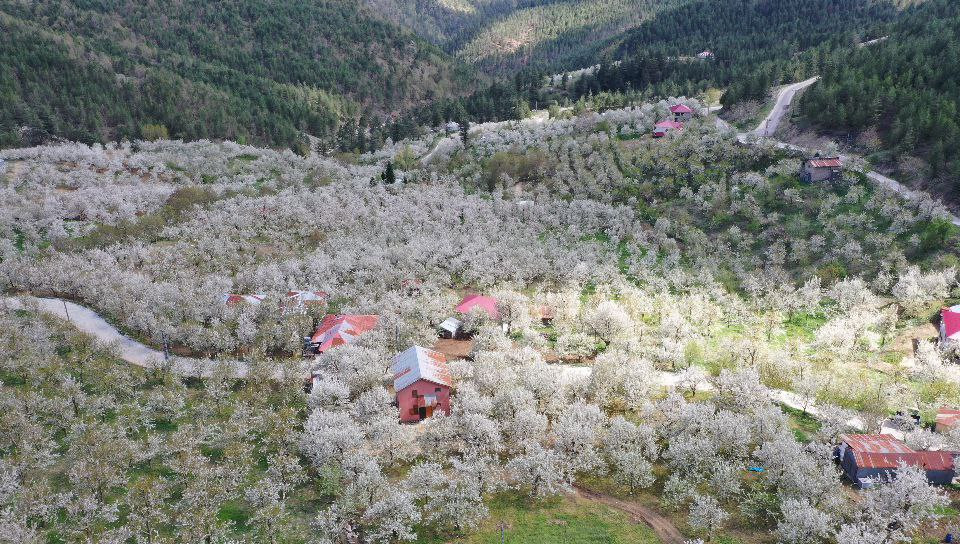 Andırın’da bembeyaz çiçekler bahar kokusu estirdi - Resim : 10
