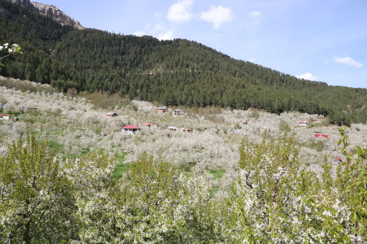 Andırın’da bembeyaz çiçekler bahar kokusu estirdi - Resim : 11