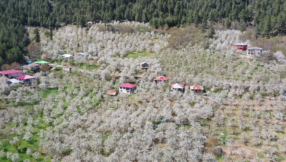 Andırın’da bembeyaz çiçekler bahar kokusu estirdi - Resim : 12