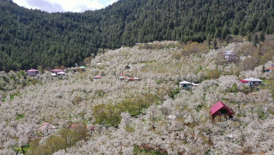 Andırın’da bembeyaz çiçekler bahar kokusu estirdi - Resim : 15