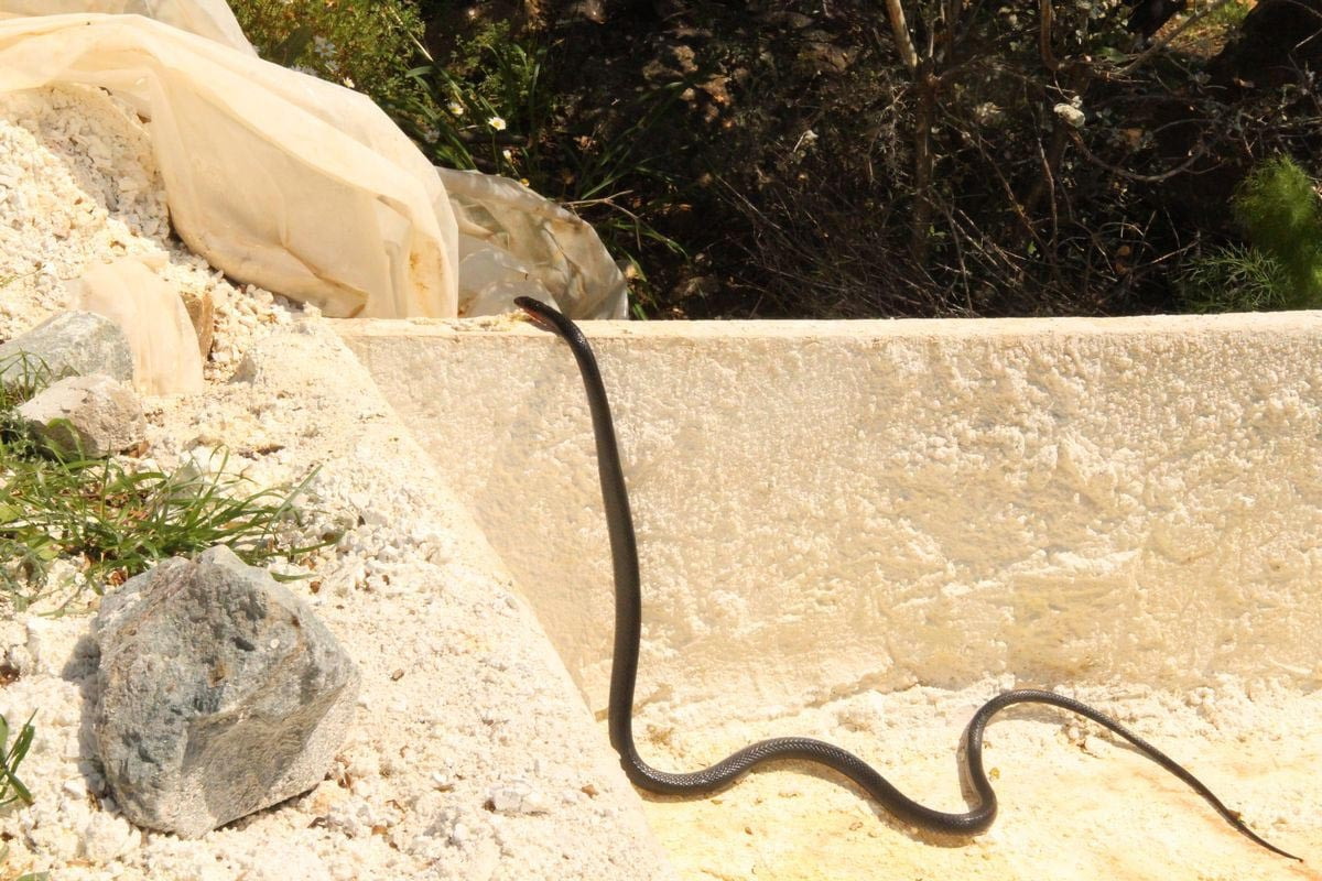 Kuşadası'nda büyük panik. Her yerden çıkmaya başladılar - Resim : 3