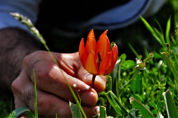Bu çiçeği kopartan yandı. Cezası dudak uçuklatıyor - Resim : 1