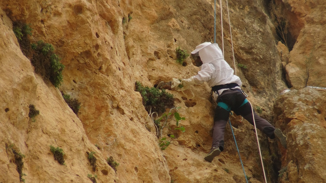 Beden eğitimi öğretmeni 150 metreye tırmanıyor kilosunu bin liraya satıyor - Resim : 2