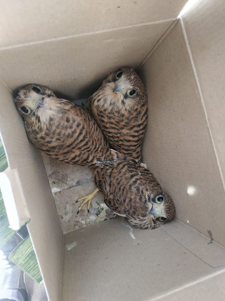 Çatıdan düşen şahin yavrularını itfaiye yuvalarına koydu - Resim : 1
