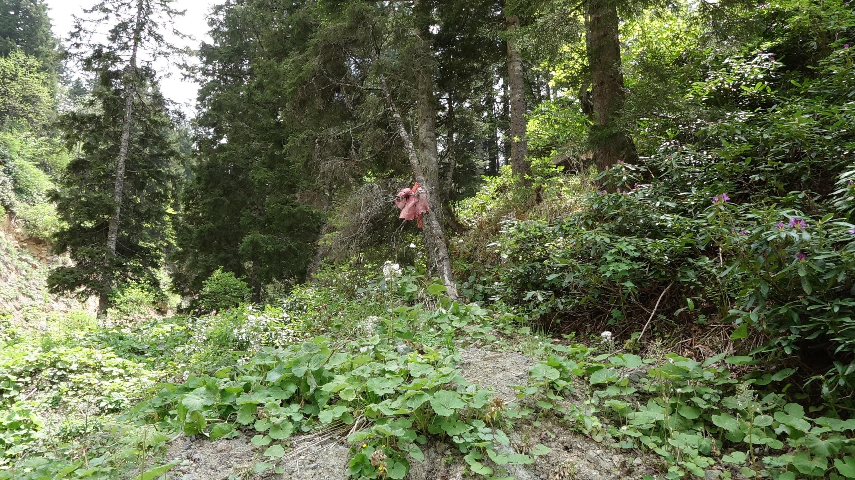 Trabzon'daki köylerde kapı pencere kıran ayılara ilginç çözüm - Resim : 6