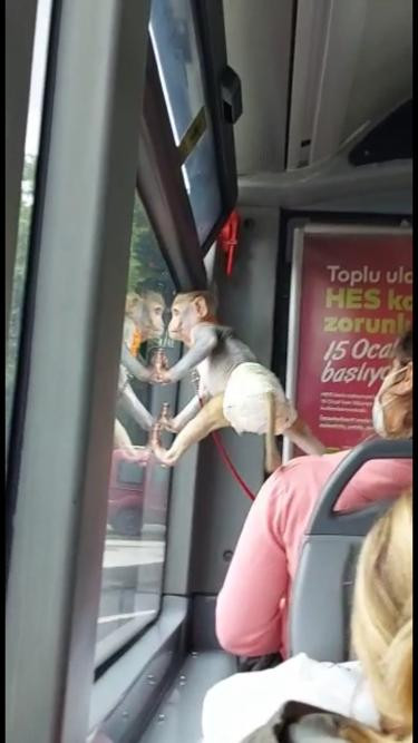 Maymun toplu ulaşımda. Bir bu eksikti - Resim : 2
