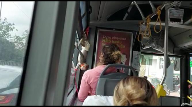 Maymun toplu ulaşımda. Bir bu eksikti - Resim : 1