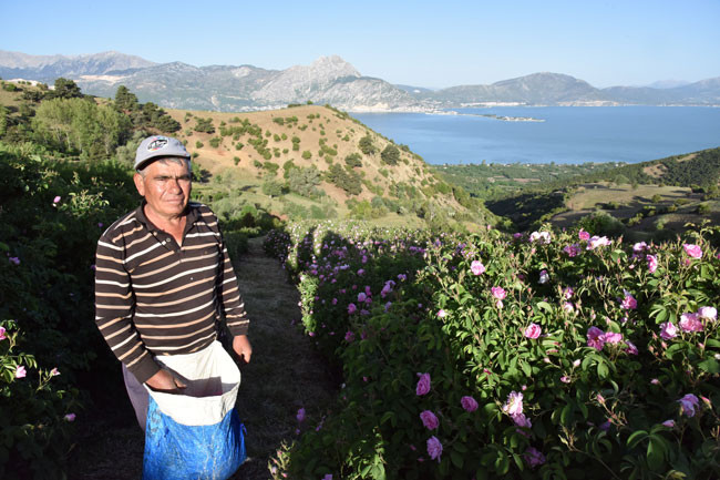 Eğirdir Gölü manzaralı bahçelerde bu yıl gül çiçeği verimi azaldı - Resim : 2