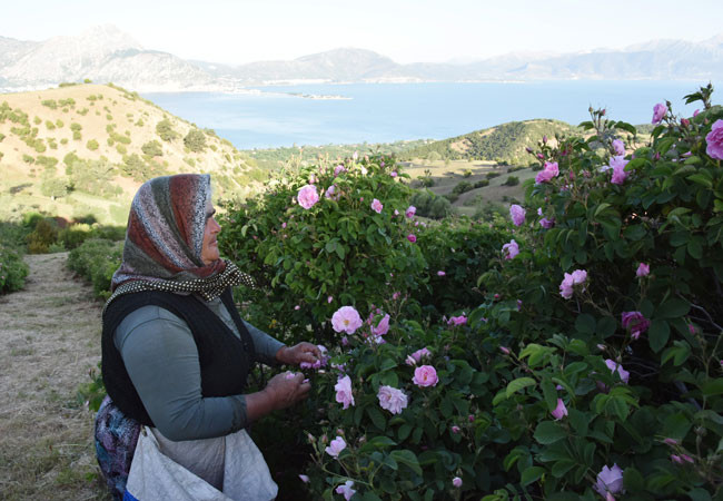 Eğirdir Gölü manzaralı bahçelerde bu yıl gül çiçeği verimi azaldı - Resim : 3