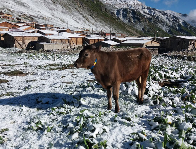 Rize'de yaylalar yaz başında beyaza büründü - Resim : 8