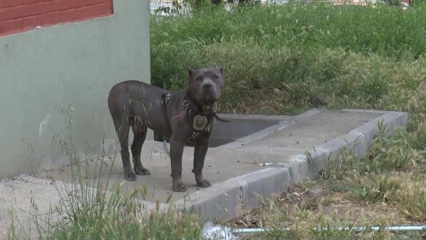 Tamirci çırakları kaçırdıkları polis otosu ile ortalığı birbirine kattı - Resim : 1