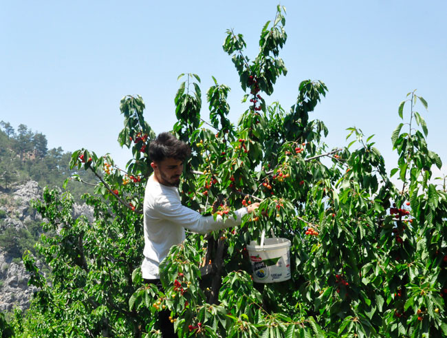 17 yıl önce dikilen fidanlar, ihracat kapısı oldu - Resim : 2