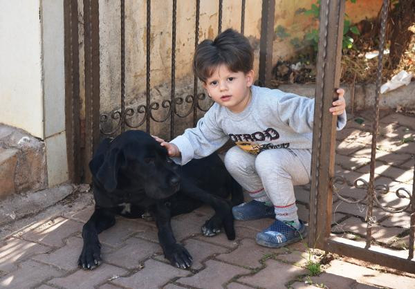 Yağız'ı kurt köpeğinin ağzından başka köpek kurtardı - Resim : 10