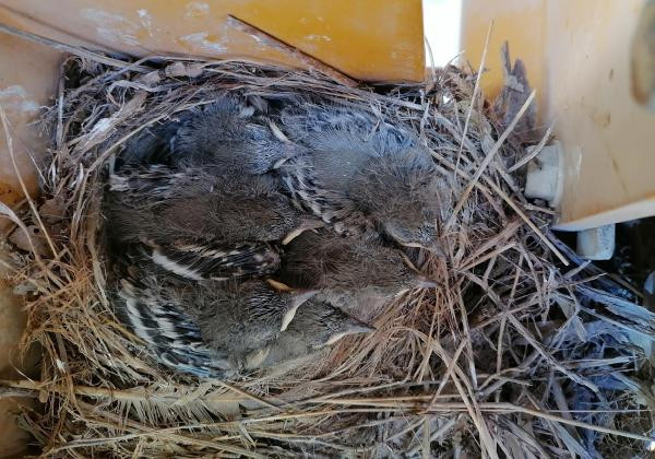 Kepçenin çalışma saatini kuş belirliyor - Resim : 1
