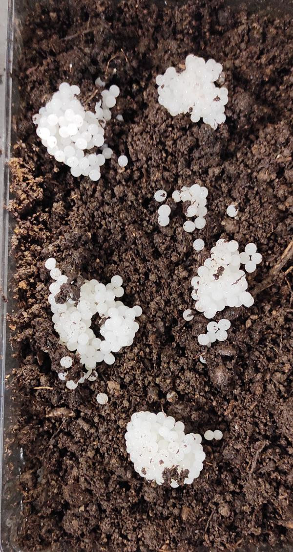 Bu hayvanı besleyenler kilosunu 42 TL'den satacak - Resim : 10