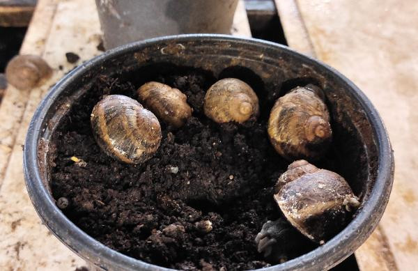 Bu hayvanı besleyenler kilosunu 42 TL'den satacak - Resim : 7