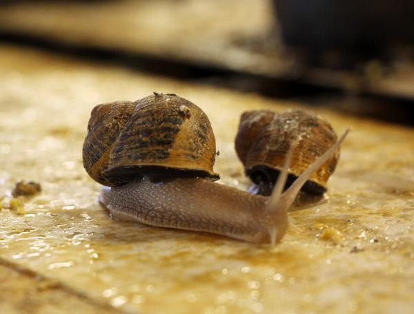 Bu hayvanı besleyenler kilosunu 42 TL'den satacak - Resim : 6