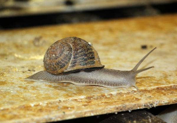 Bu hayvanı besleyenler kilosunu 42 TL'den satacak - Resim : 5