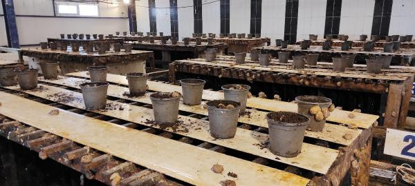 Bu hayvanı besleyenler kilosunu 42 TL'den satacak - Resim : 4