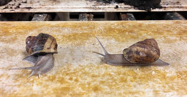 Bu hayvanı besleyenler kilosunu 42 TL'den satacak - Resim : 3