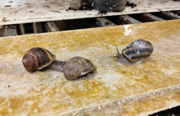 Bu hayvanı besleyenler kilosunu 42 TL'den satacak - Resim : 2