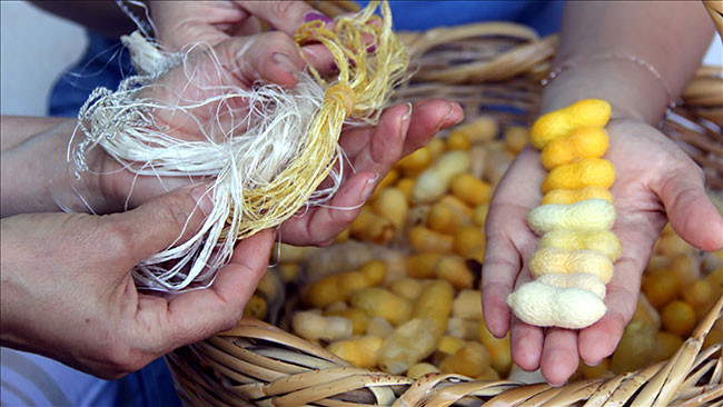 Hatay sarısı koruma altında - Resim : 1