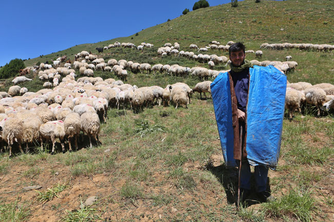 Tunceli'den Hollanda'ya uzanan başarı hikayesi - Resim : 2