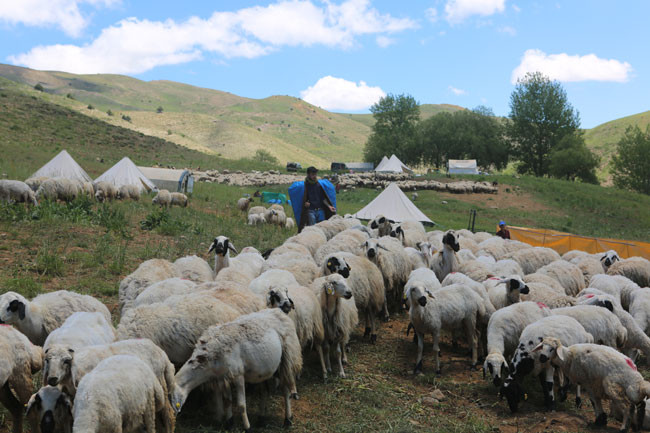 Tunceli'den Hollanda'ya uzanan başarı hikayesi - Resim : 5