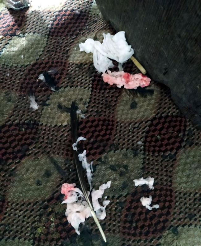 Van'da horoz dövüştüren 24 kişiye 32 bin TL ceza - Resim : 3