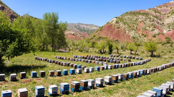 Sivas Zara’da yılda 900 ton bal üretiliyor - Resim : 3