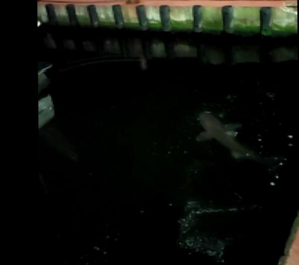 Haliç'te oltasına köpek balığı takıldı - Resim : 2