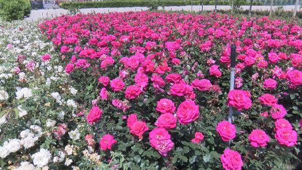 İstanbul 1 milyon gülle renklenecek - Resim : 1