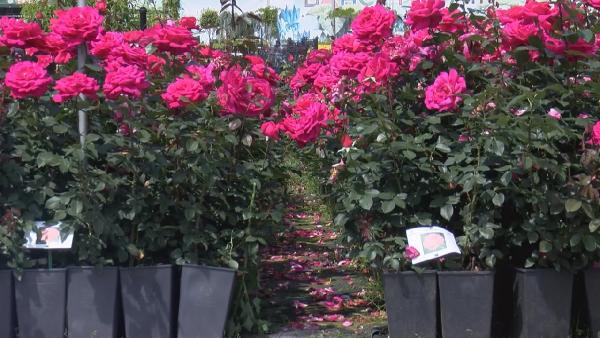 İstanbul 1 milyon gülle renklenecek - Resim : 2