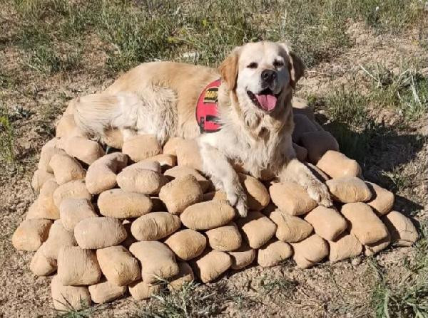 Çuvallarla toprağa gömülü 233 kilo eroini Barut buldu - Resim : 1