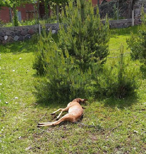 Yavru karacaya acımadılar - Resim : 1