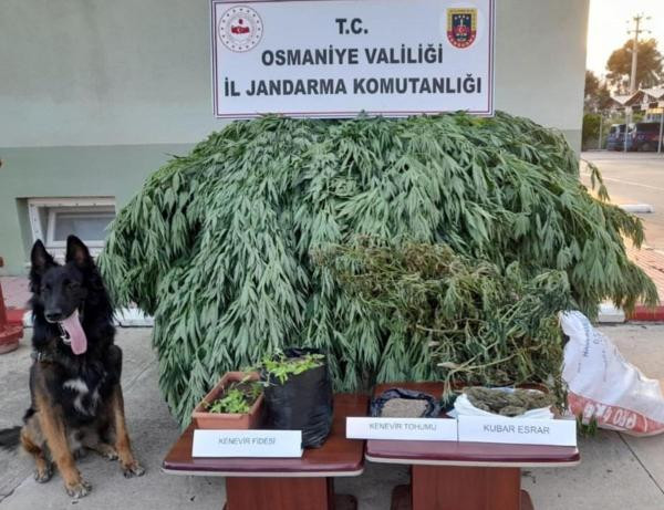 Evinde Hint keneviri yetiştiren şüpheli tutuklandı - Resim : 1