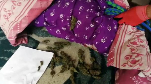 Evinde Hint keneviri yetiştiren şüpheli tutuklandı - Resim : 3