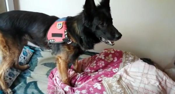 Evinde Hint keneviri yetiştiren şüpheli tutuklandı - Resim : 4