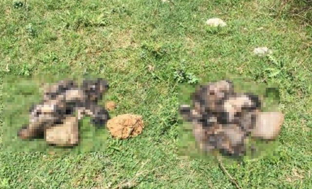 Denizli'de 20 yavru köpeği çuvallara koyup dereye attılar - Resim : 2