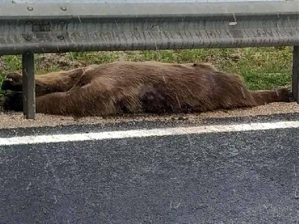 Ankara'da yola inen ayıya araç çarptı - Resim : 3