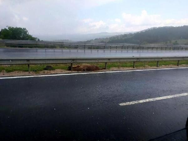 Ankara'da yola inen ayıya araç çarptı - Resim : 2