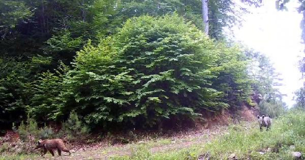 Bolu’da yaban hayat fotokapanla görüntülendi - Resim : 3