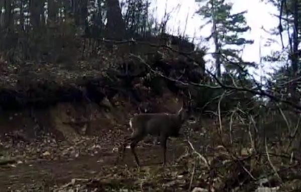 Bolu’da yaban hayat fotokapanla görüntülendi - Resim : 2
