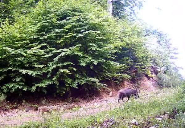 Bolu’da yaban hayat fotokapanla görüntülendi - Resim : 1