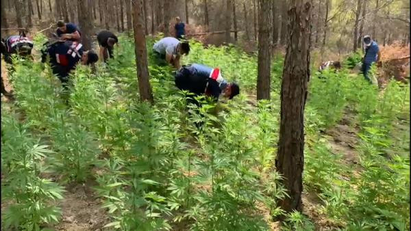 Mersin'de izinsiz kenevir ekimine 5 tutuklama - Resim : 2