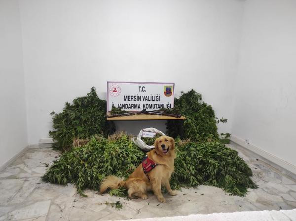 Mersin'de izinsiz kenevir ekimine 5 tutuklama - Resim : 4